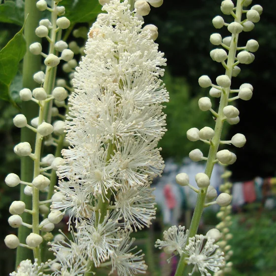 Black Cohosh